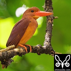 こちらも同じ個体。アカショウビンのオスの特徴がよく出ています。