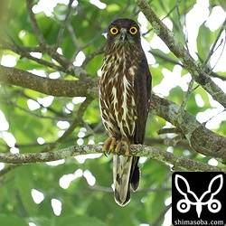 アオバズクのオス。昨年、子育てした場所とは少し離れたところで営巣。使っている樹洞が浅く、抱卵しているメスの頭部が外からも見えていました。^^;