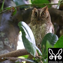 上の個体とペアのオス。昨年までの個体と同じかどうかは決め手がなくて判断できず…。