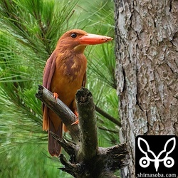 アカショウビンのオス。穴掘り中でくちばしに木屑がついています。