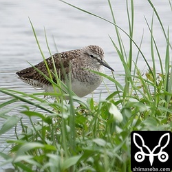 春、秋ともヒバリシギとともに一番手に渡ってくるタカブシギですが、この時期まだいました。