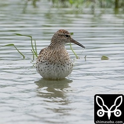 ウズラシギは複数箇所で十数羽を確認。