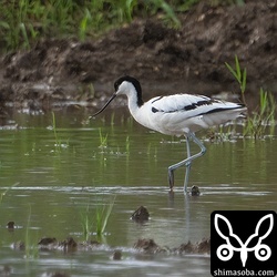 遅めに飛来したソリハシセイタカシギ。毎年、そこそこの数が飛来するのですが、昨年の秋と今年の春は特に多くの個体が石垣島を通過しました。