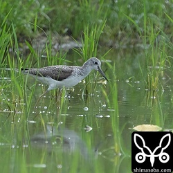 休耕田のアオアシシギ。数羽が滞在中。
