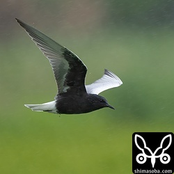 頭から胴体、脇の下にかけては真っ黒です。