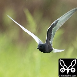 捕まえる獲物はクモやバッタのようでした。