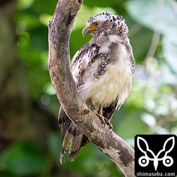 白い幼羽から成鳥羽へ変わりつつあるカンムリワシ。