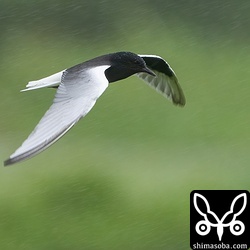 小雨の降る中、3羽が田んぼを飛び回っていました。