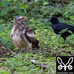 獲物を見つけて地面に降りるとカラスがちょっかいをかけにきました。