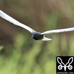車内から観察していると目の前をぶんぶん飛び回っていました。