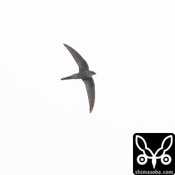 こちらはアマツバメ。ヒメアマツバメとアマツバメで20羽ほどの群れでした。