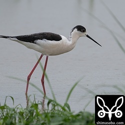 胸が薄いピンク色に彩られたセイタカシギ。いつも思うんですが、これは婚姻色なんでしょうか?