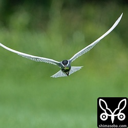 バッタを捕まえたクロハラアジサシ。