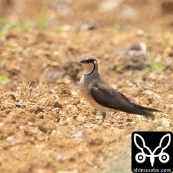 久しぶりに太陽が照りつけて大気の揺らぎでもやもやでした。^^;