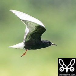 右足が格納できないハジロクロハラアジサシ。石垣島より上流で確認されたらぜひ、教えてください。