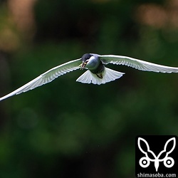 捕まえる獲物は全てバッタでした。