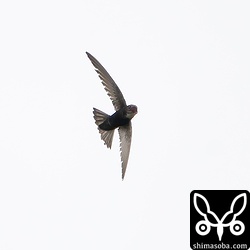 虫を目掛けて飛ぶヒメアマツバメ。