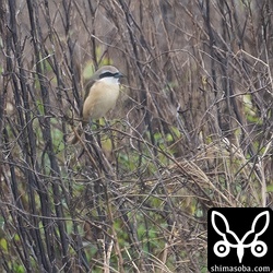 未だ滞在中のシマアカモズ。