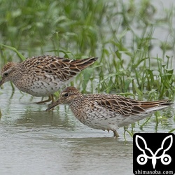 ウズラシギは増えています。