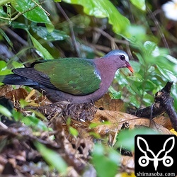 こちらも新居近くで毎日見られるキンバト。オスです。