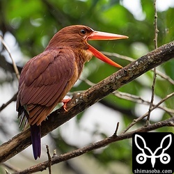 新居に隣接する雑木林のアカショウビン。ペリットを吐き出す瞬間。