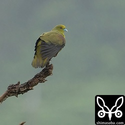 枯れ木に止まるチュウダイズアカアオバト。雨が降ると枯れ木や電線に多く現れます。
