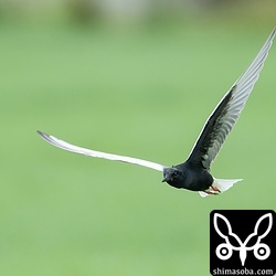 牧草地を飛び回るハジロクロハラアジサシ夏羽。
