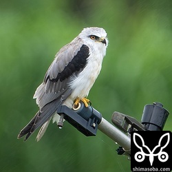 若いカタグロトビ。まだ幼羽が残っています。