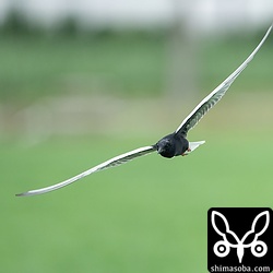 今季は何羽のハジロクロハラアジサシを撮ったのか分からないぐらい、多くの個体が確認できました。