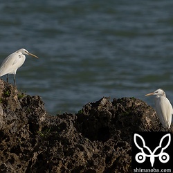 少し距離を置くこともありましたが、基本的には穏やかに過ごしていました。しかし、潮が引いてエサ取りタイムに入ると小競り合いが絶えません…。^^;