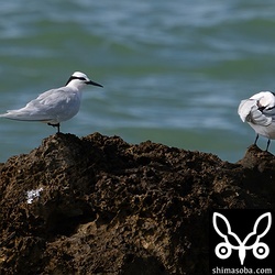 エリグロアジサシのペア。