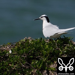 エリグロアジサシやベニアジサシがやってくると「いよいよ石垣島も夏だなぁ」という気分になってきます。