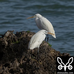 2羽の滞在は2日間でしたが、数日後には、もう1羽のカラシラサギが飛来してきました。