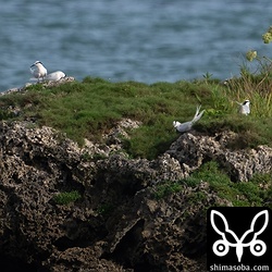 十数羽が飛来したエリグロアジサシ。すでにつがいになっています。