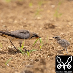 大きなバッタを与えました。ヒナはなんなく飲み込んでいました。