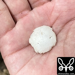 アオバズクの巣の下に落ちていた卵の殻。まだ孵化して間もないようです。