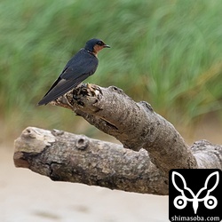 流木に止まるリュウキュウツバメ。数羽がたまに砂浜に降りていました。