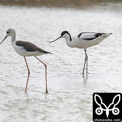 ソリハシセイタカシギとセイタカシギ。両者とも第1回夏羽。