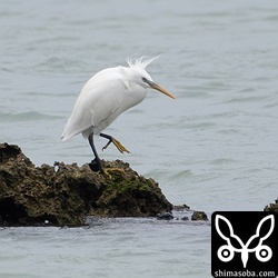 上の2羽とは少し離れた海岸にもカラシラサギ。片方の足を痛めているようでした。