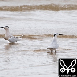 エリグロアジサシのペアが水浴びに来ました。