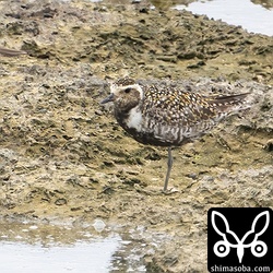 ムナグロも十数羽滞在中。繁殖に参加しない個体たちかな?