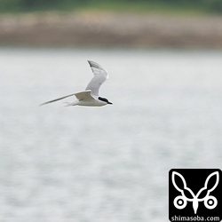 飛び回るハシブトアジサシ。