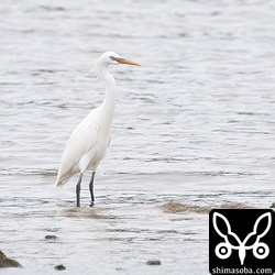 小魚の群れを狙っているようです。
