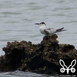 海に沼アジサシのクロハラアジサシ。