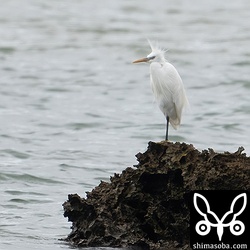 潮が満ちてくると岸から離れた岩礁で休憩していました。