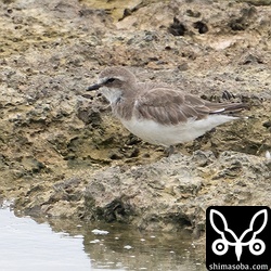 メダイチドリは数を増減しながら年中いる感じです。