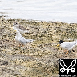 コアジサシのペア。幼鳥2羽を連れていました。