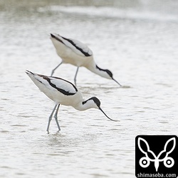 2羽で仲良く採餌と思いきや、たまにいざこざが起きていました。