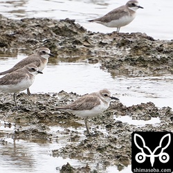 メダイチドリの群れの中にオオメダイチドリが1羽いました。