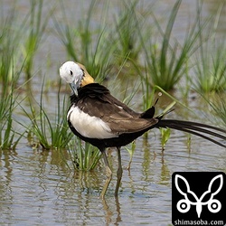 この個体は人間は恐れないようで、すぐ近くで羽づくろい。レンカクは警戒心弱い個体が多いですね。